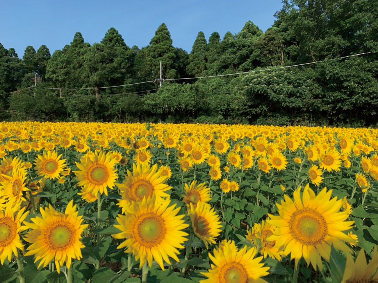 佐倉里山自然公園のひまわりの画像