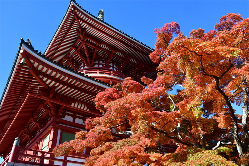 第２４回成田山公園紅葉まつりの画像