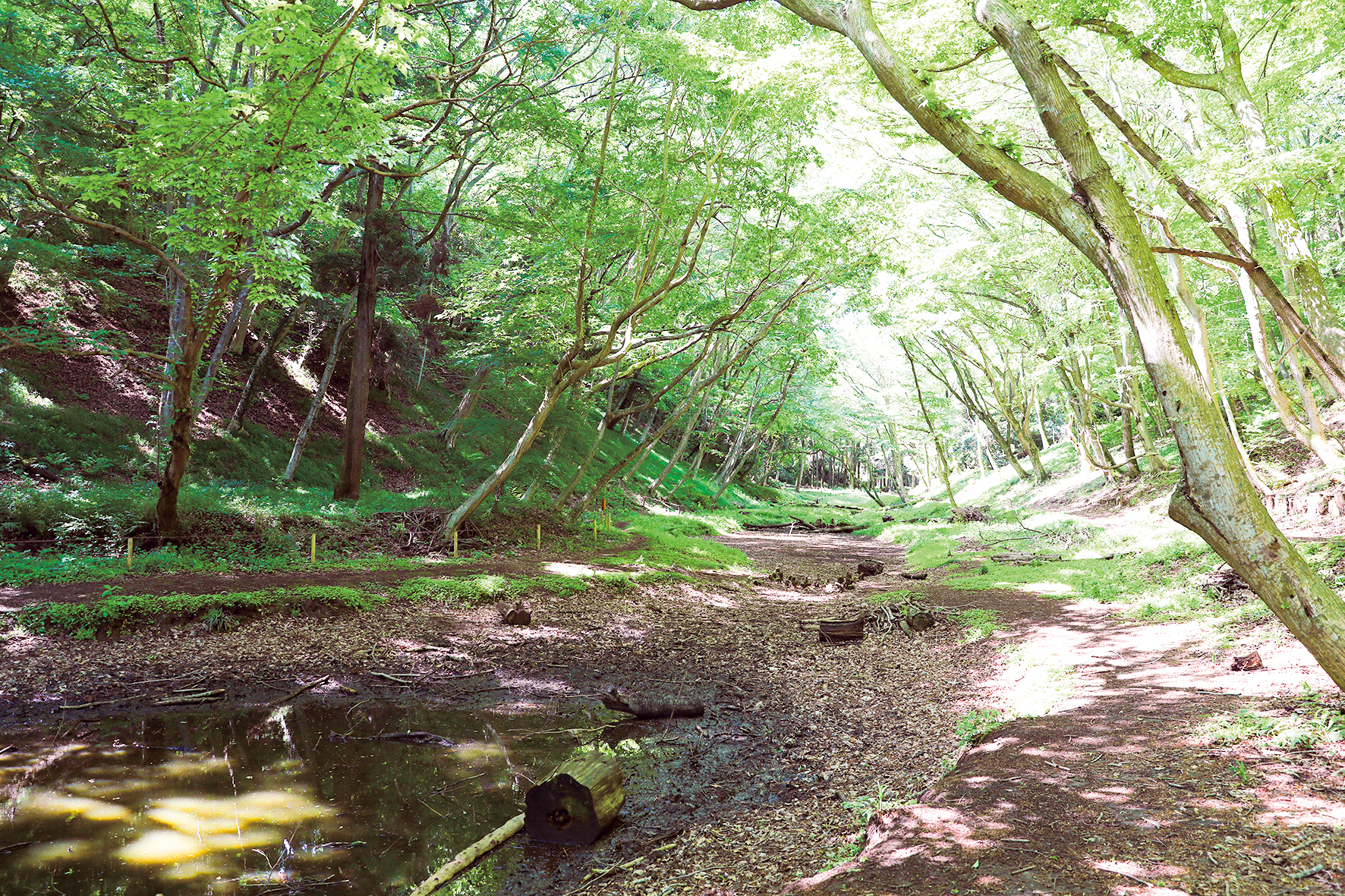 （仮称）佐倉西部自然公園＜見直そう！地域の資源と身近なSDGs＞の画像