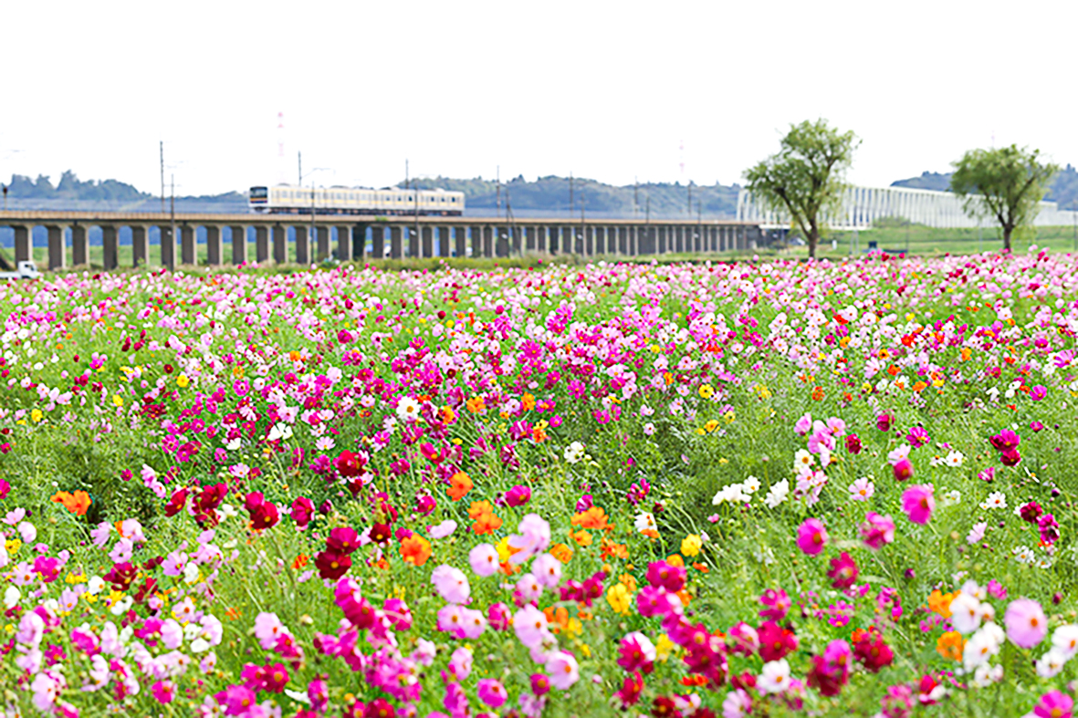 与田浦コスモスまつり＜秋の佐原②＞の画像