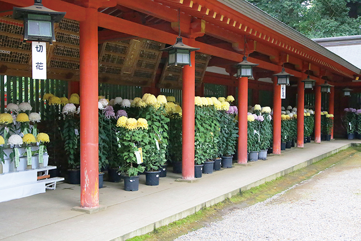 奉納菊花大会・香取神宮＜秋の佐原③＞の画像