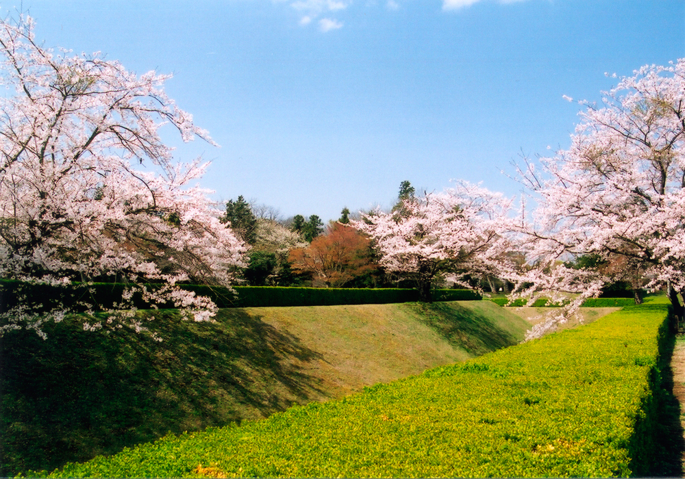 桜に染まるまち、佐倉の画像