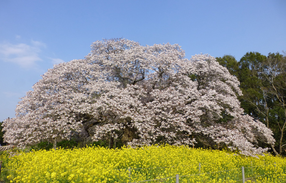 印西市の2大花見スポット紹介「小林牧場の桜/吉高の大桜」の画像