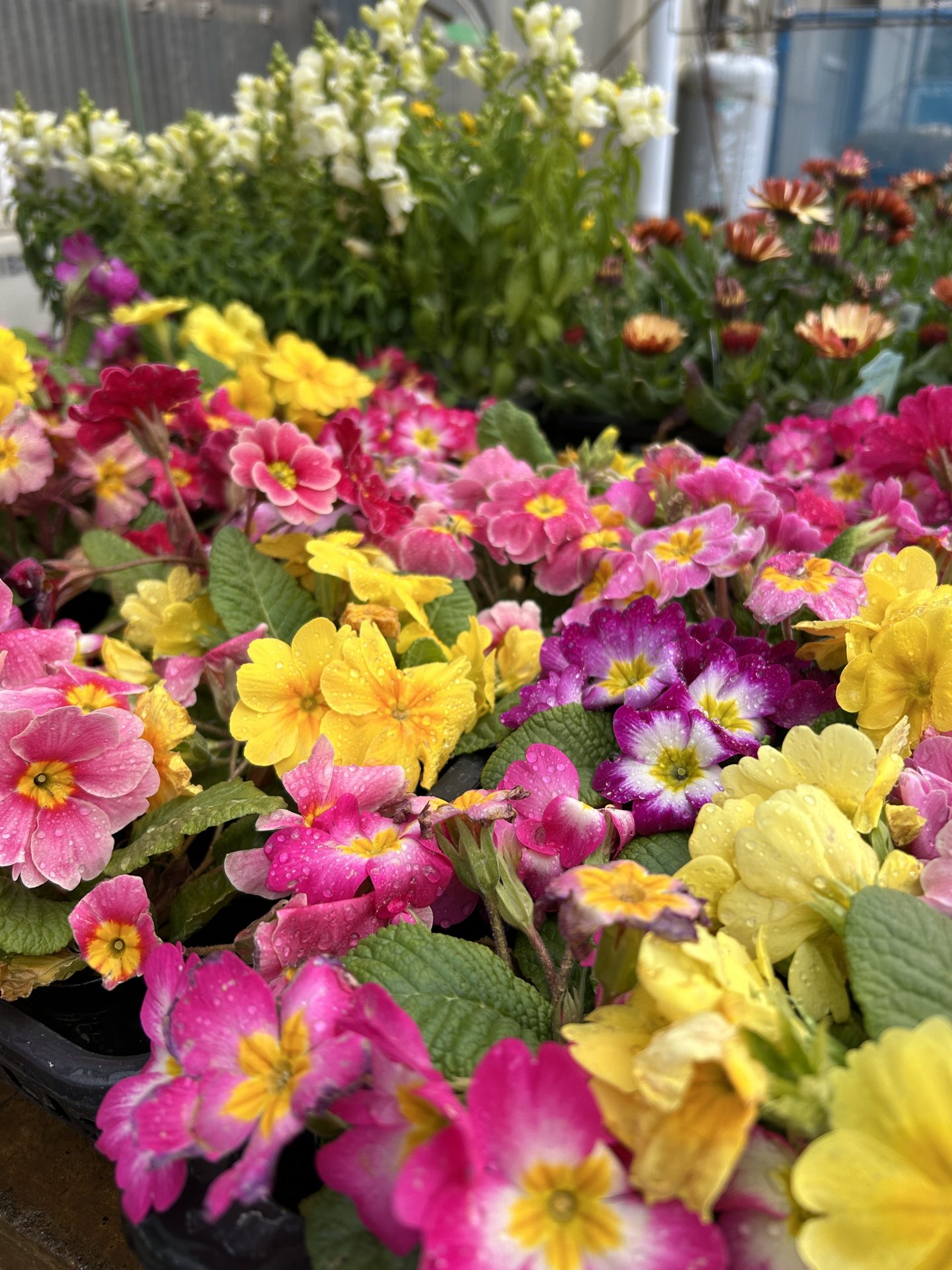 「さくら植物園」
選べる季節の花と野菜のポット苗5個セットの画像