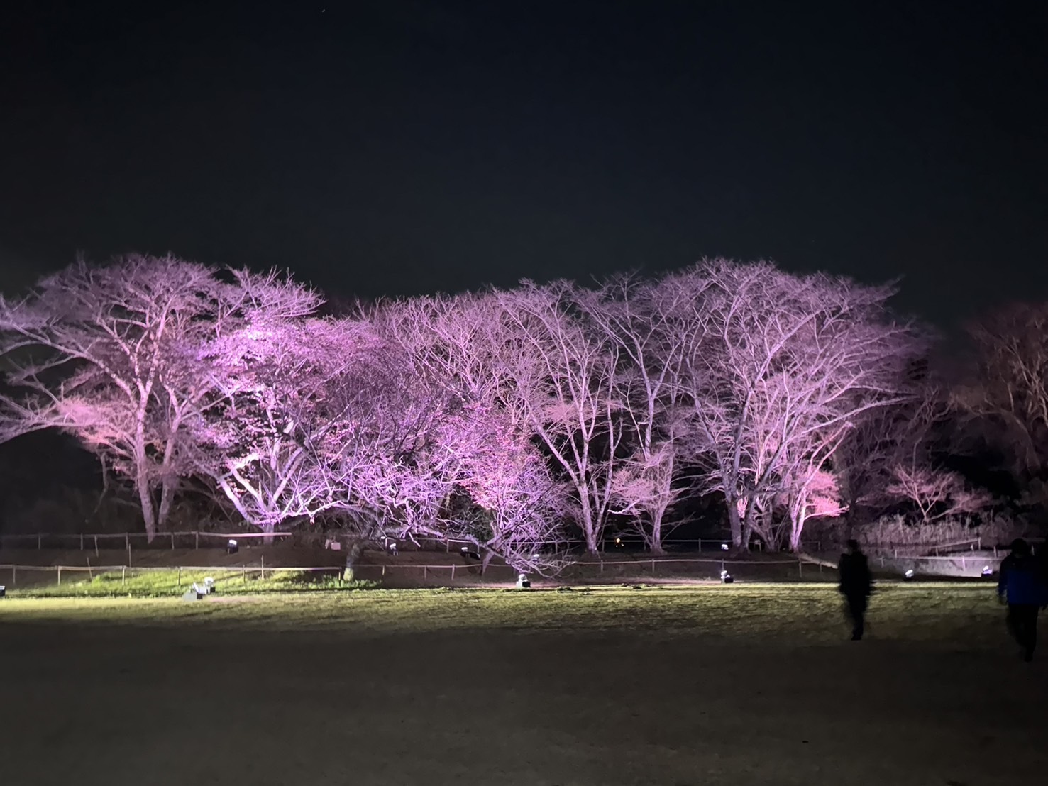 佐倉市市制施行70周年記念事業 佐倉城址公園の夜桜ライトアップ延長決定！の画像