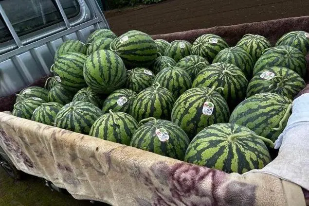 富里スイカ オーナー募集 2月1日からスタート！ | DIGITAL-STaD