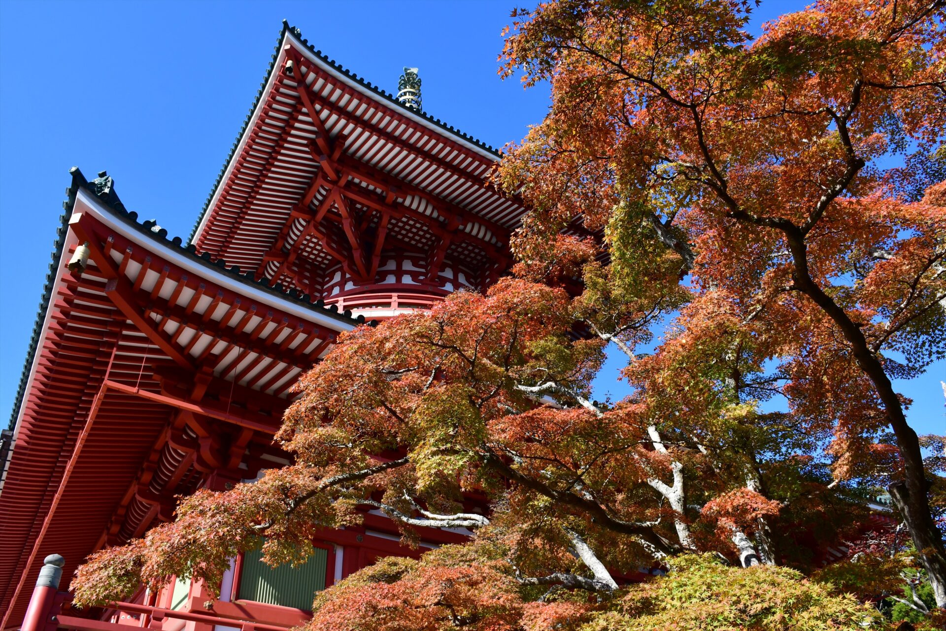 第26回「成田山公園紅葉まつり」の画像