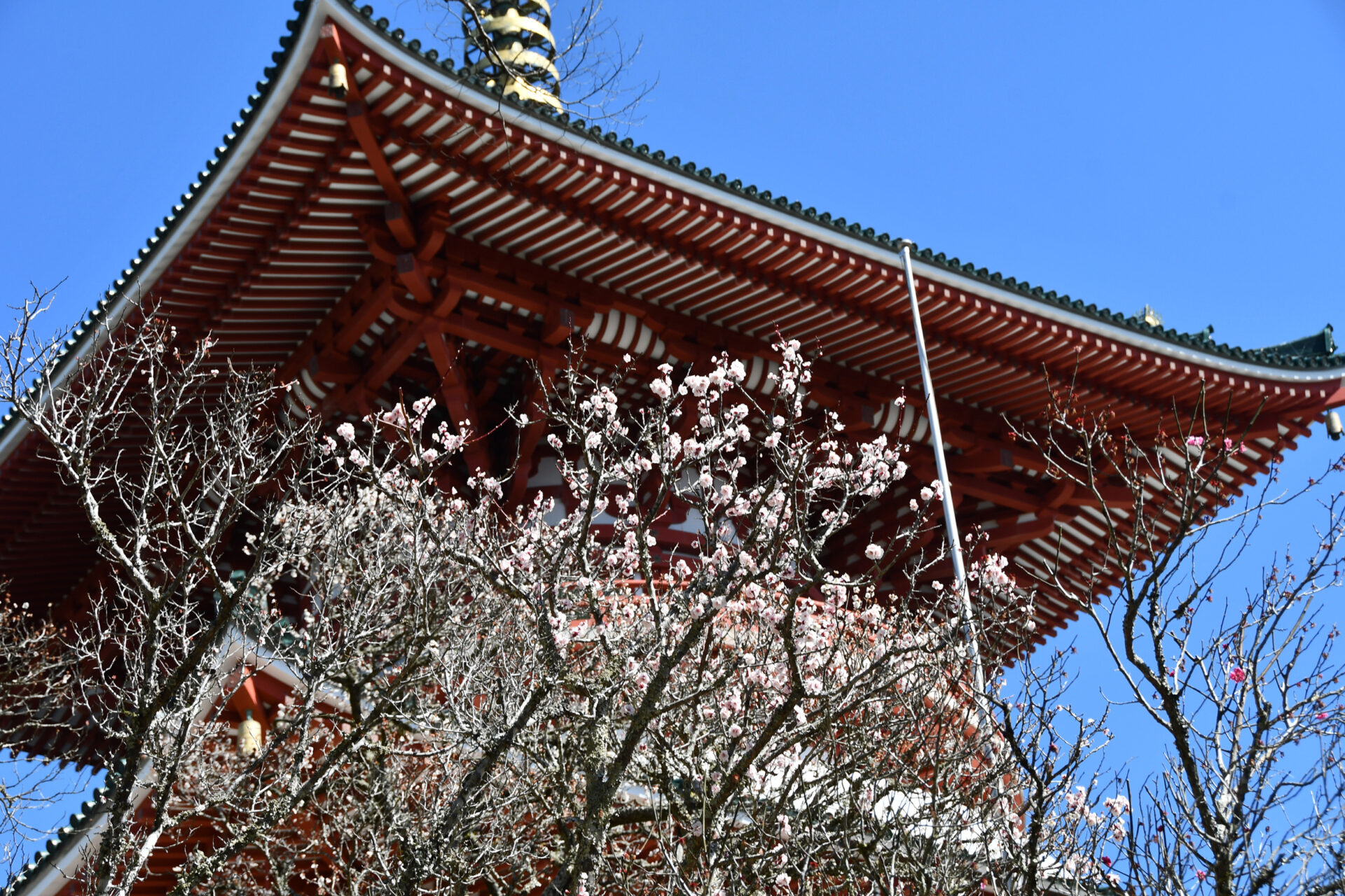 「第64回 成田の梅まつり」開催！の画像