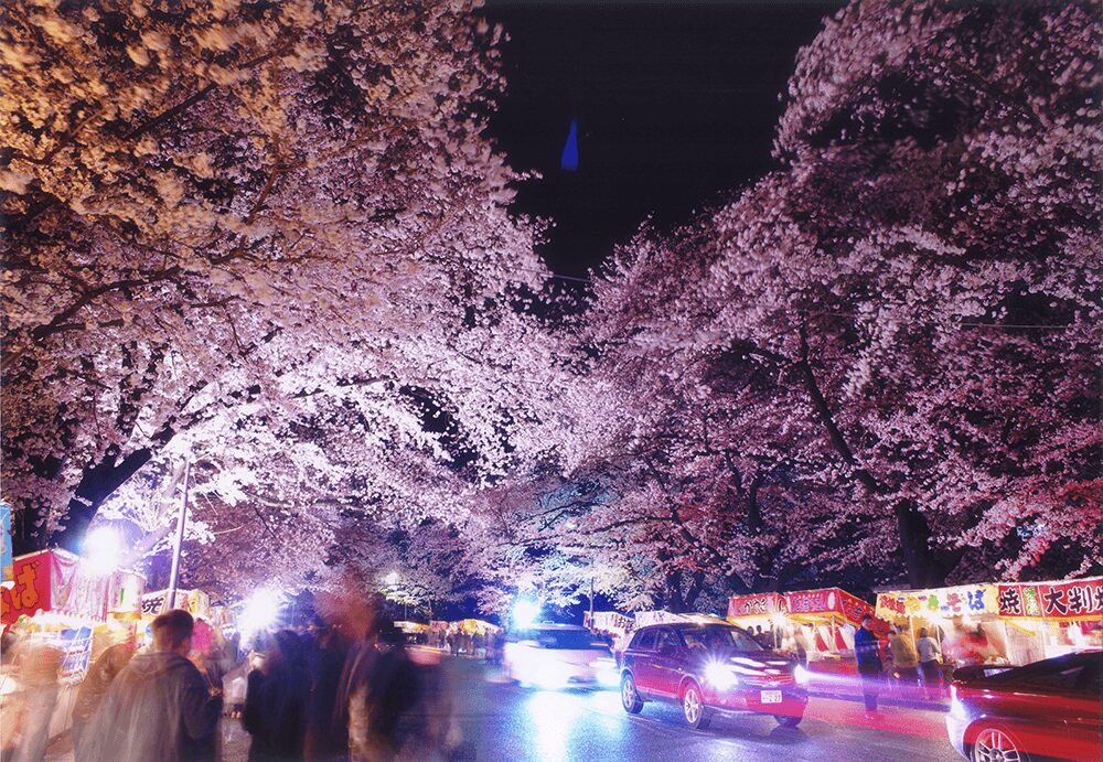 3月28日（土）･29日（日）開催！小林牧場「桜まつり」の画像