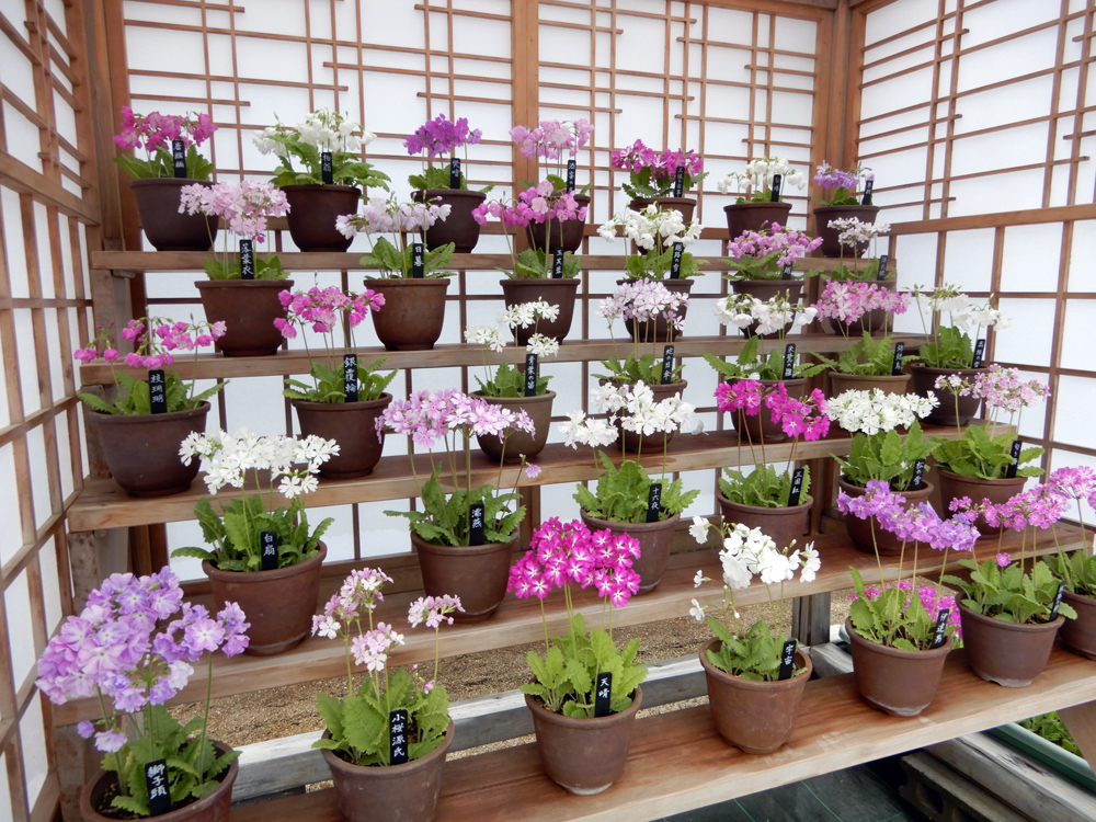 国立歴史民俗博物館 くらしの植物苑 特別企画 季節の伝統植物「伝統の桜草」開催！の画像