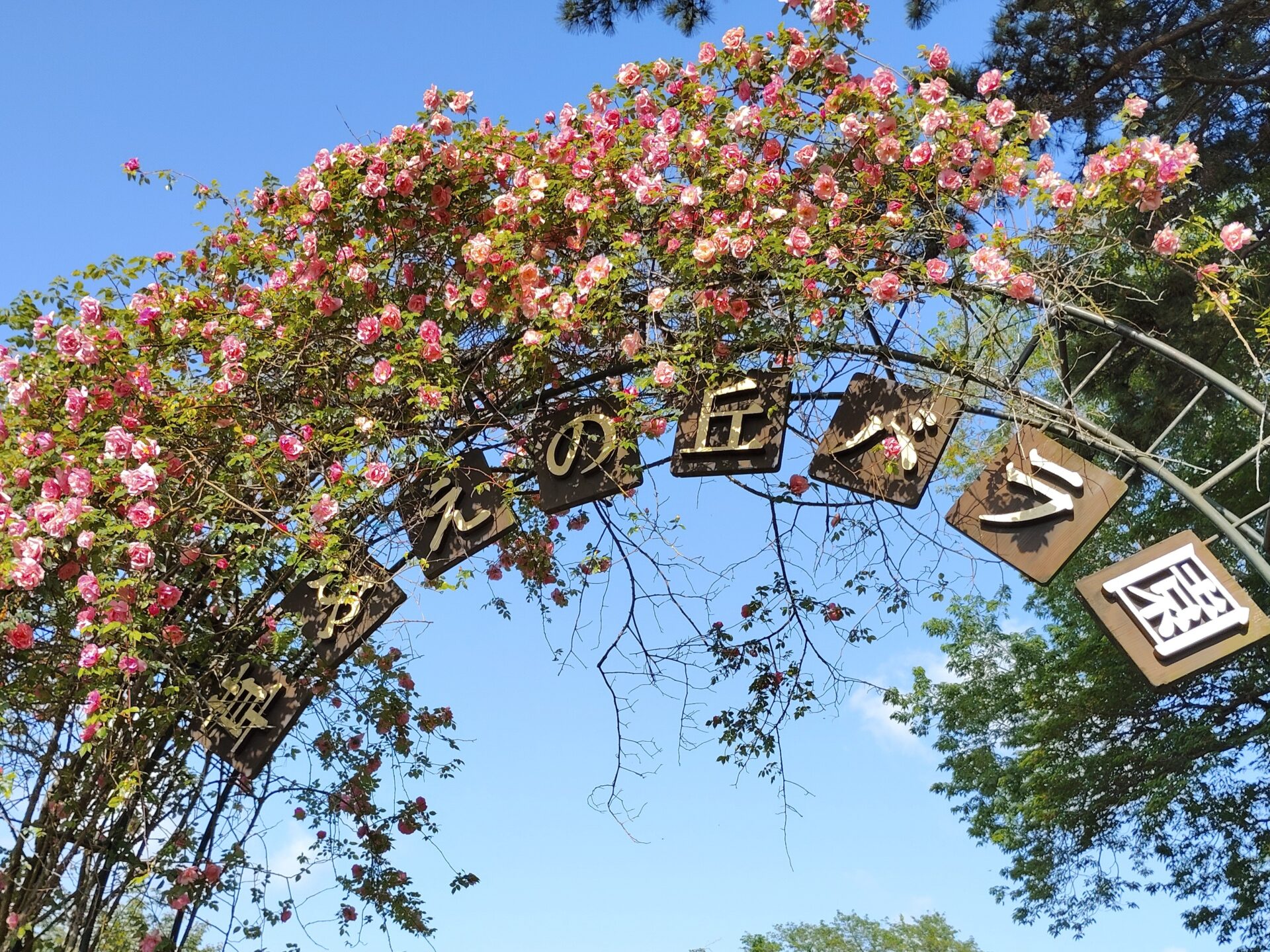 佐倉草ぶえの丘「ローズフェスティバル2026」開催！の画像