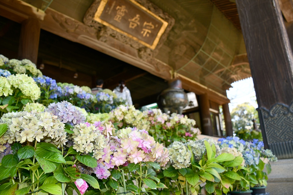 「第21回 宗吾霊堂紫陽花まつり」開催！の画像