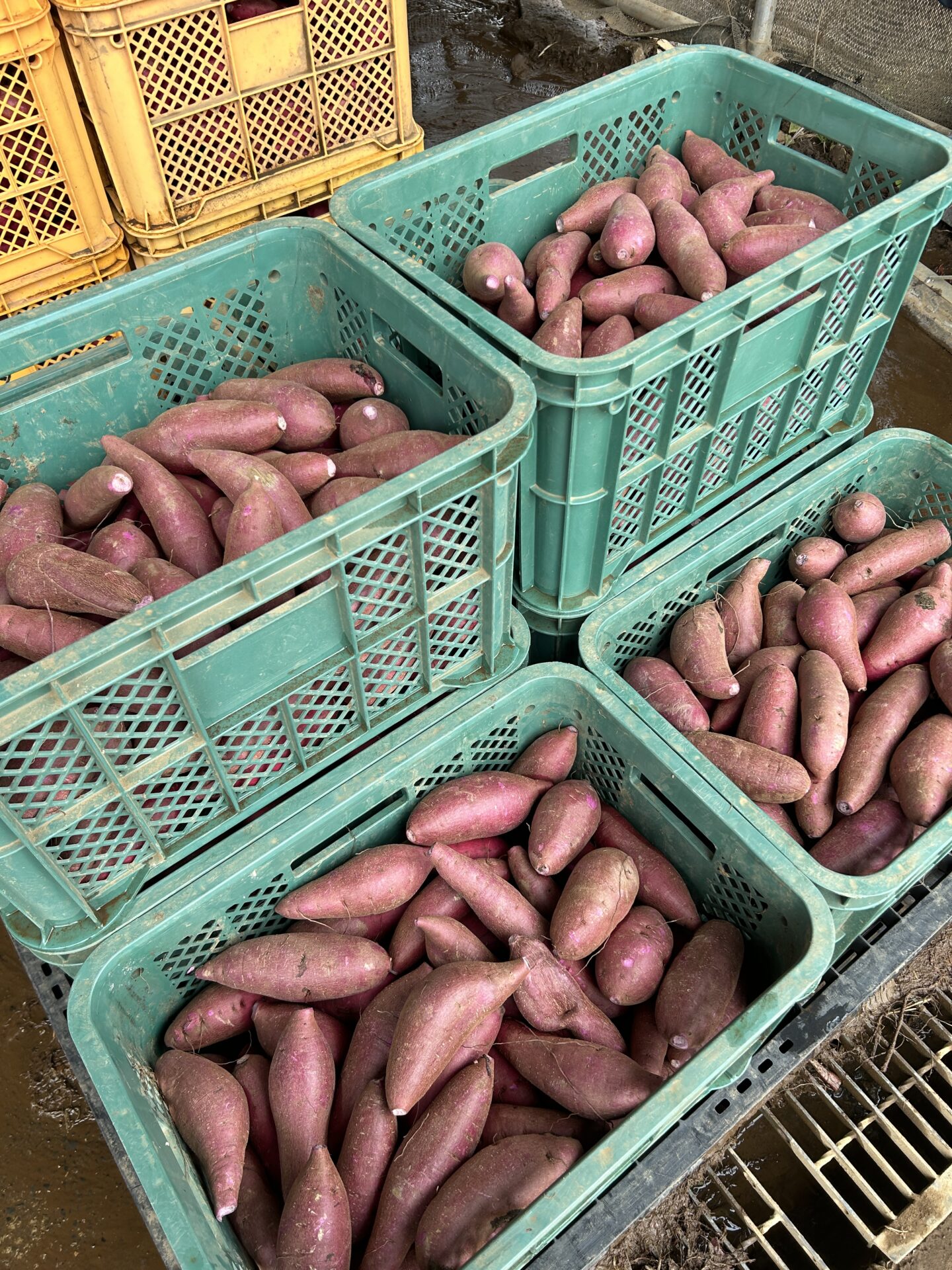 アイデアは、畑から食卓へ。香取の6次産業化を考える会が動き始めています。の画像